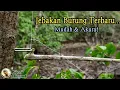 Lagu Jebakan Burung Semua Jenis Burung Terbaru | Jebakan Burung Paling Gampang