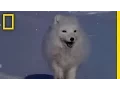 Arctic Fox Raids Polar Bear Kill National Geographic