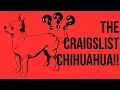 The Craigslist Chihuahua Who Would ve Thought