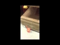 Pressure Treated Plywood
