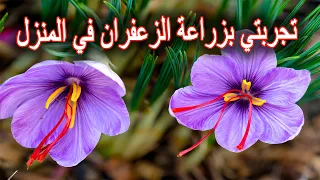 Planting Saffron At Home 