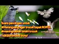 Download Lagu Suara terapi trucuk malas bunyi dan hasil ombyokan yang susah bunyi.