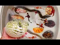 Download Lagu Tangkap ikan buntal dan kelomang, siput, keong, belut, kepiting, ikan laut, ikan nemo, kura kura