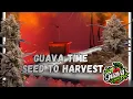 Guava Auto Fast Buds Seed to Harvest
