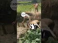 Download Lagu ini contoh untuk @SY.senseiii si hewan merajalela edit video sudah hina islam