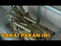 Download Lagu RAHASIA....!!!, PAKAN JANGKRIK PETERNAK MURAI BATU BIAR BRAL BRUL