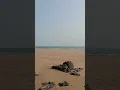 Download Lagu Tor Bay Gower Peninsula