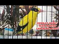 Download Lagu BUKA PARUH BESETAN TAJAM !!! MASTERAN KEPODANG EMAS GACOR BONGKAR ISIAN PANCINGAN AMPUH 