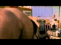 Download Lagu George of the jungle 2   New Balance's discrete product placement