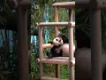 Download Lagu lagi santai kawan               #shortvideo #funnyshorts  #animalshorts