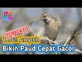 Download Lagu Kicau Blackthroat Gacor Suara Jernih - Terapi Agar Paud Cepat Bunyi