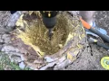 How To Make a Stump Planter