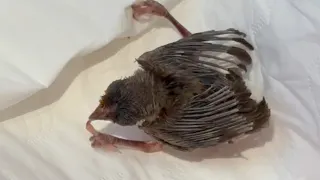 I Found This Tiny Bird Barely Alive... Now It Flies to My Shoulder