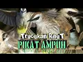 Download Lagu suara pikat trucukan ribut paling AMPUH terbaru || pikat burung trucukan liar