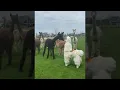 Download Lagu Alpaca Imposter || ViralHog
