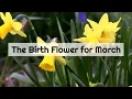 The Birth Flower for March is the Daffodil