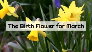 The Birth Flower for March is the Daffodil