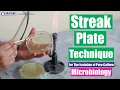 Streak Plate Technique for The Isolation of Pure Culture - Microbiology