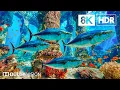 Vibrant Ocean Creatures in 8K HDR | Dolby Vision™