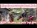 Lagu PANEN JAMBU LANGKAH DIRUMAH MBK DIAN TERNYATA ADA JAMUR LIAR BESAR JUGA