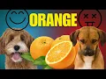 Can Dogs Eat Oranges What About Mandarin Oranges