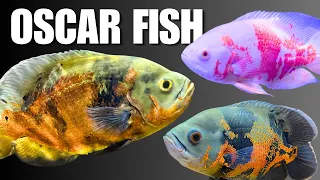 How to Keep Oscar Fish Complete Care Guide to Tank Setup Size Diet Tank Mates