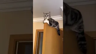 Random Cats What I Found On Imgur Com Ep 38 