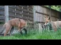 Lively Hounslow Foxes