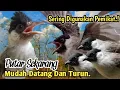 Download Lagu SUARA PIKAT BURUNG KUTILANG. SANGAT AMPUH MEMANGGIL LAWAN..