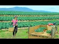 Lagu Harvest A Three-Wheeled Cart Of Dinosaur Kale To Sell At The Market,Cook With It,Care For The Garden