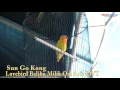Download Lagu Aksi Lovebird Balibu Sardot ( Saraffe Pedot ) Milik Om Arie Godeg PWT