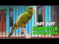 Download Lagu Masteran Kenari PAUD Cuit CUIT Super BUNYI, Dijamin Gacor! untuk PANCINGAN \u0026 MASTERAN Kenari PAUD