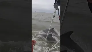 Dolphins on Galveston Bay 12/07/2024