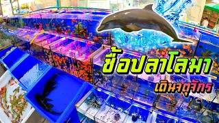 ซื้อปลาโลมา ตลาดนัดสัตว์เลี้ยงจตุจักร