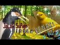 Download Lagu Putarkan!!Masteran suara jalak suren isian kenari,burung akan ikut bunyi gacor bertubi_tubi..