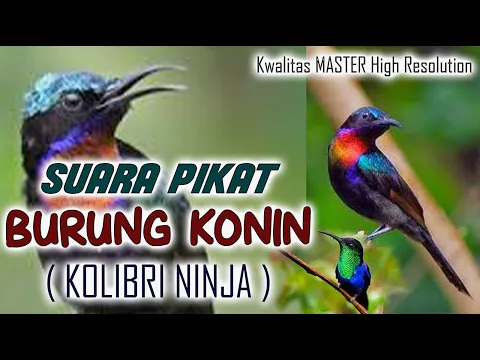 Download MP3 MP3 SUARA PIKAT BURUNG KONIN atau KOLIBRI NINJA yang JERNIH dan TERBUKTI AMPUH