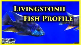 Download LIVINGSTONII: Fish Profile MP3