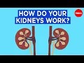 How do your kidneys work - Emma Bryce