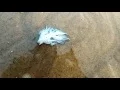Download Lagu Washed out Glaucus atlanticus (blue sea slug) along the coast of Vishakapatnam