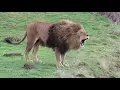 Lagu Lions Roaring Compilation (2)