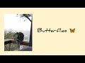 Download Lagu Green Tea \u0026 Honey/Butterflies - Dane Amar (cover)