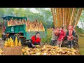 Download Lagu Using a Truck to Buy Bamboo Shoots from Villagers and Selling Them at the Market | Đào Village Life