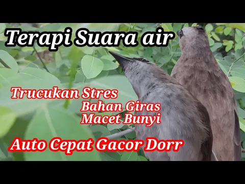 Download MP3 TERAPI TRUCUKAN STRES MALAS BUNYI dengan SUARA AIR Agar BURUNG TRUCUKan  cepat  GACOR ROPEL