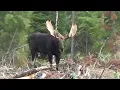 Moose down 54 archery live footage unedited 2024 Northwestern Ontario