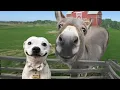 Download Lagu Animals Becoming Best Friends in the World 😍 Funny ANIMALS Video 2025