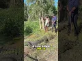 Grote krokodil gaat tekeer #kortevideo