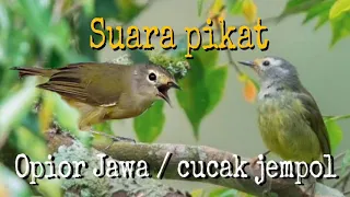 Download Suara pikat burung opior Jawa MP3