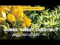 Download Lagu Gorse  Sweet chestnut | அனுபவ புரிதல் - 46 | 15.9.2025 #thebrainliest #malarmaruthuvam