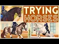 Trying Horses Searching for My DREAM Show Jumper Star Stable Roleplay