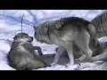 Download Lagu Czy wiesz, jak funkcjonuje wilcze stado?